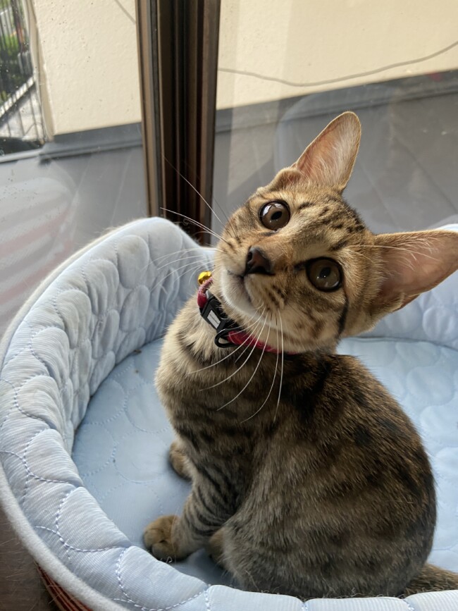 ペットホテル　キジ猫　ソラくん