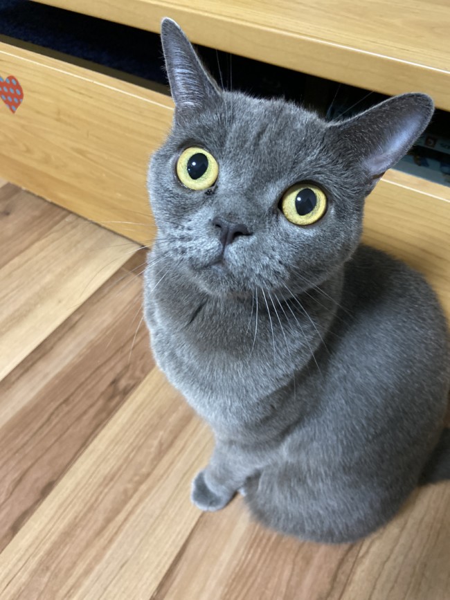 ペットシッター　吹田市　猫ちゃん　ももちゃんとたろうくん