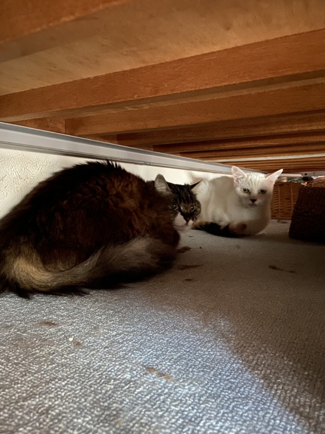 ペットシッター　箕面市　猫ちゃん　リュックちゃんとフッチーちゃん