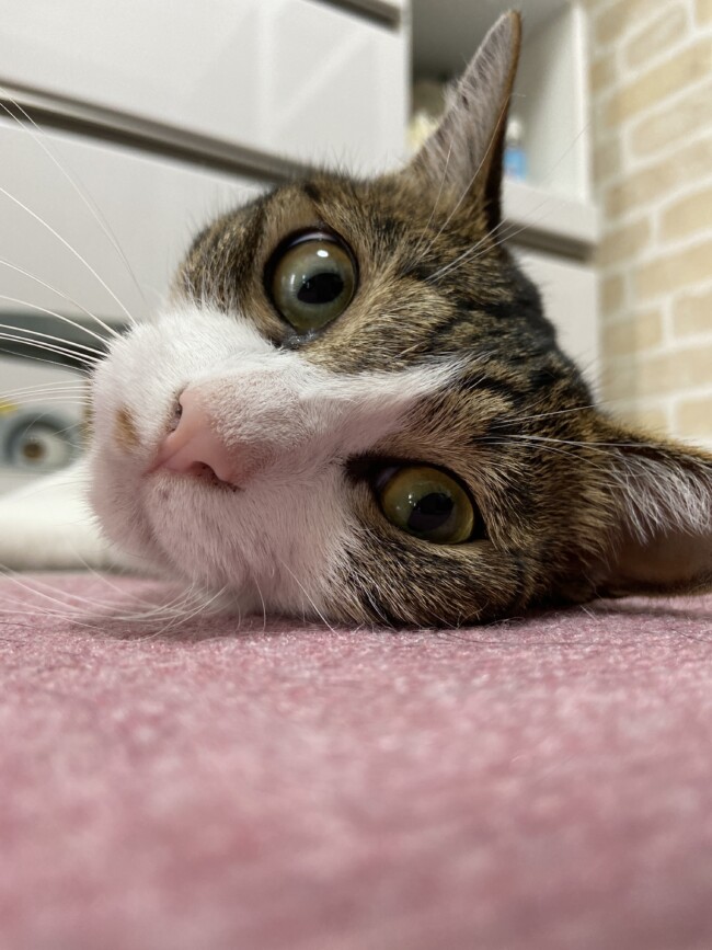 ペットシッター　箕面市　猫　プシュケちゃん