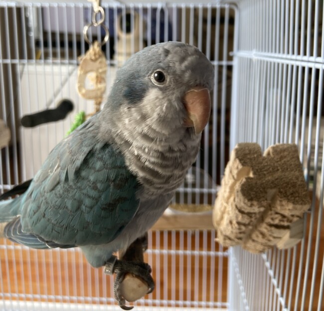 ペットシッター 吹田市 オキナインコ くうちゃん