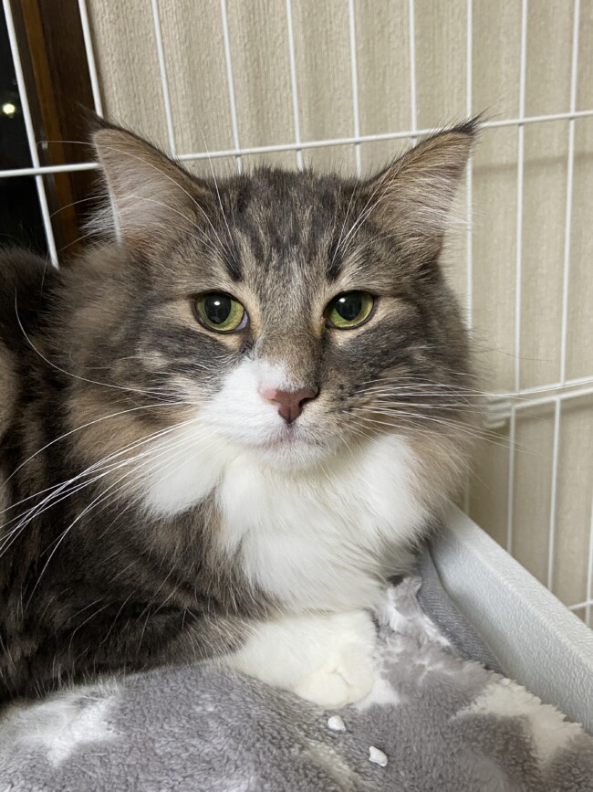 ペットホテル　ノルウェージャンフォレストキャット　シルバくん　スコティッシュフォールド　マカロニちゃん
