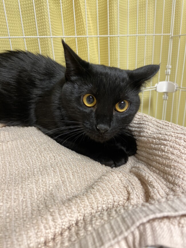 ペットホテル　黒猫　ひめちゃん