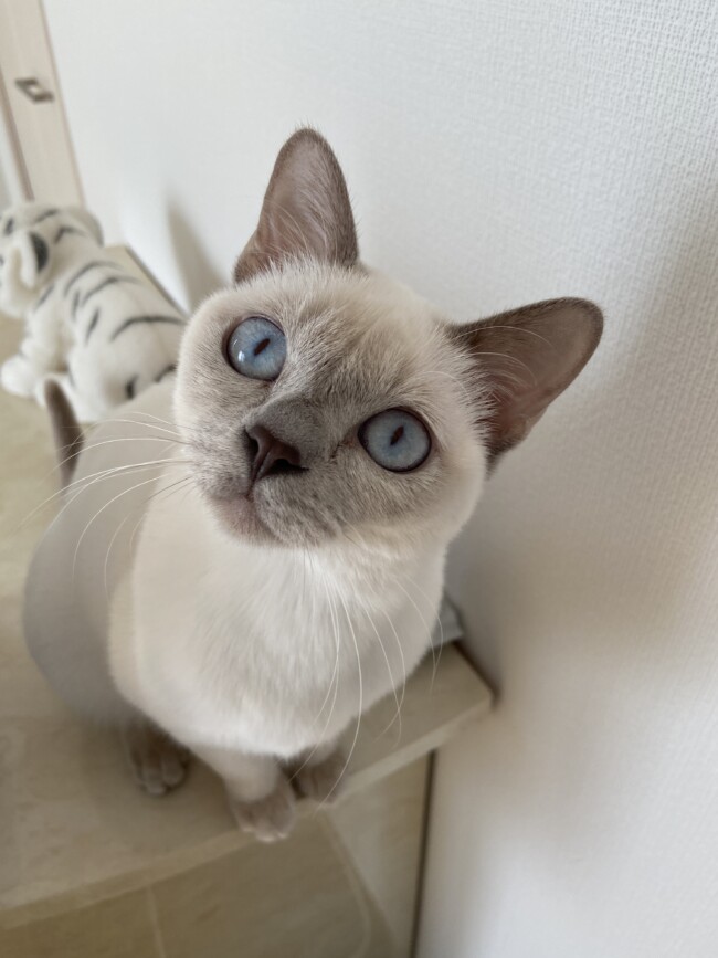 ペットシッター　箕面市　トンキニーズ　とあちゃん