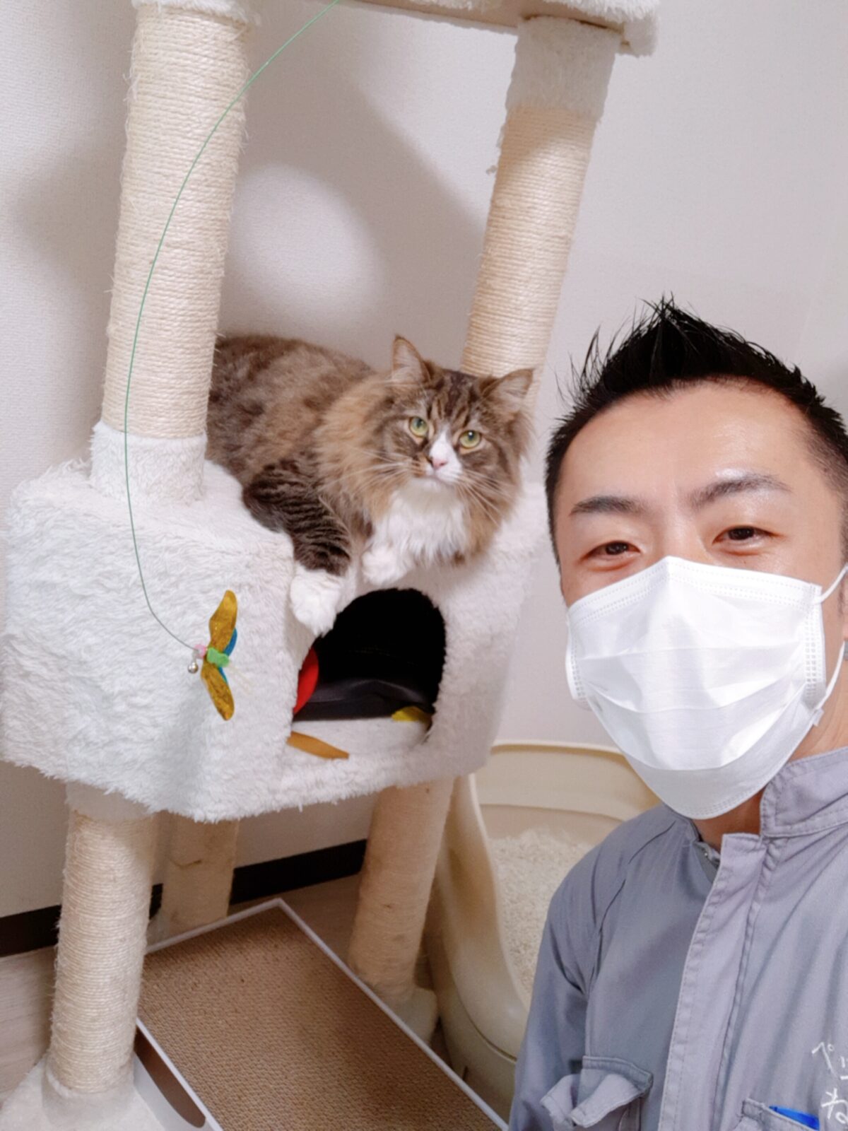 中野区 ご新規様 ふっさふさサイベリアンくん お世話報告