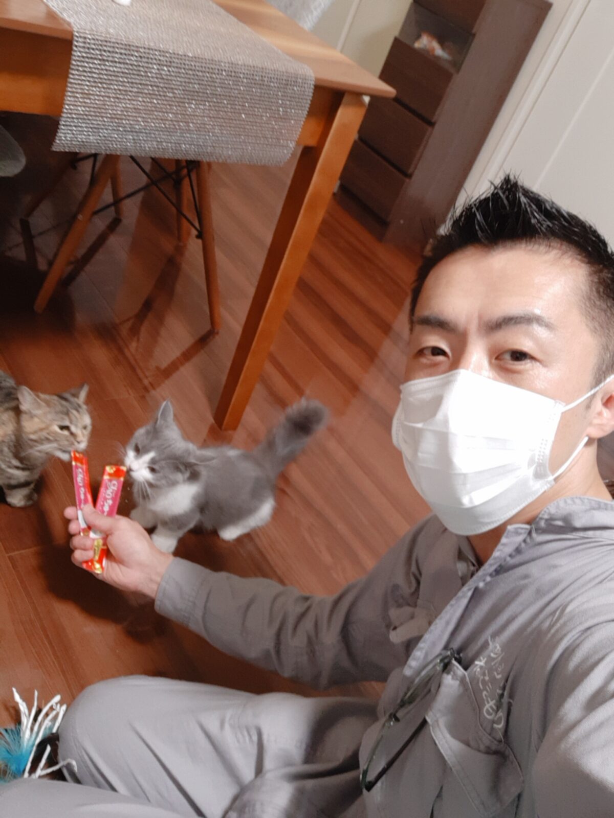 新宿区 ご新規様 マンチカンちゃん＆ミヌエットくん姉弟 お世話報告