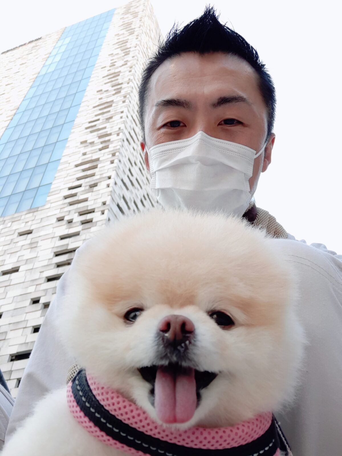 新宿区 お得意様 ポメちゃんとおさんぽ〜 お世話報告