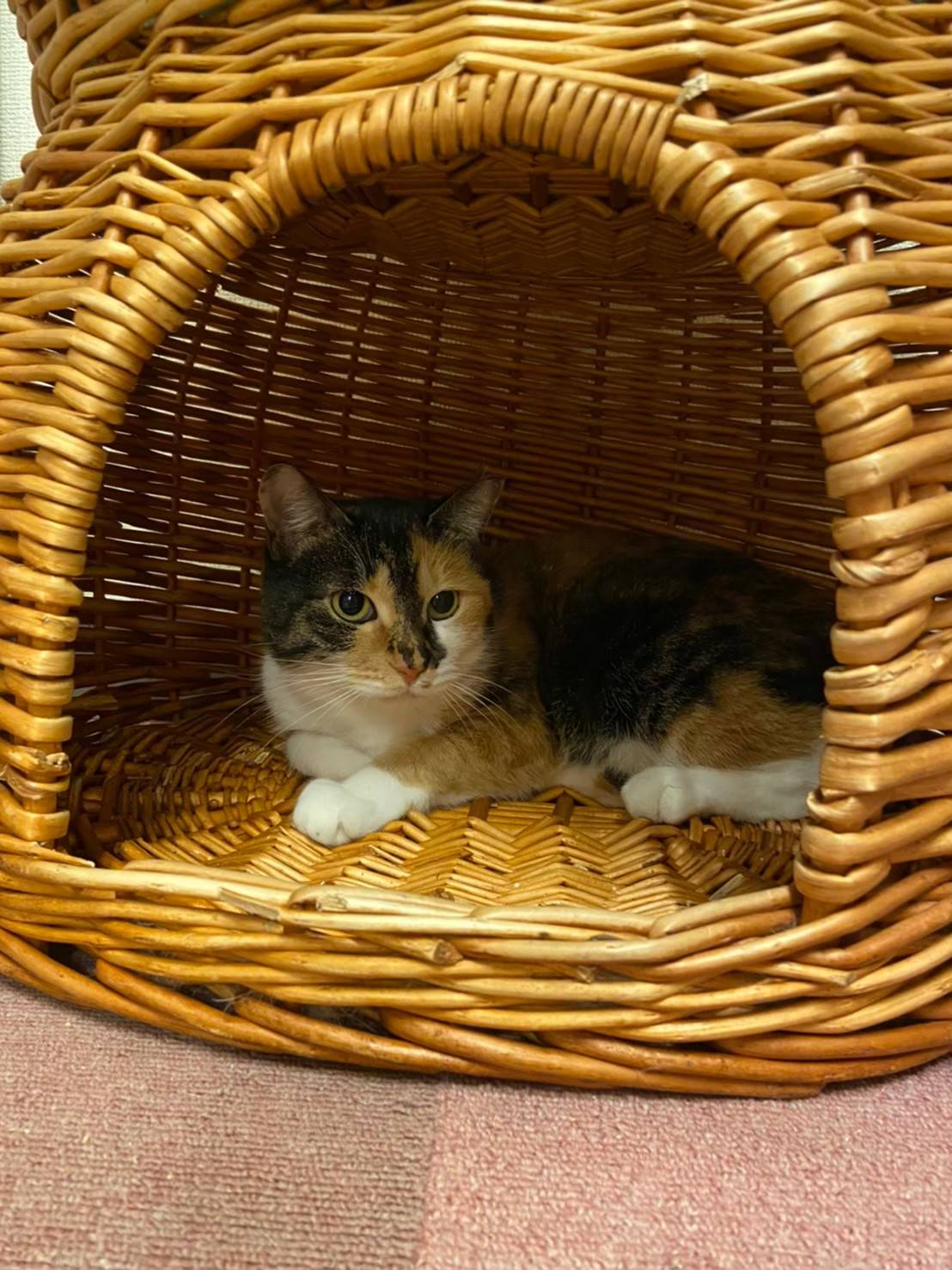 お世話報告のご案内