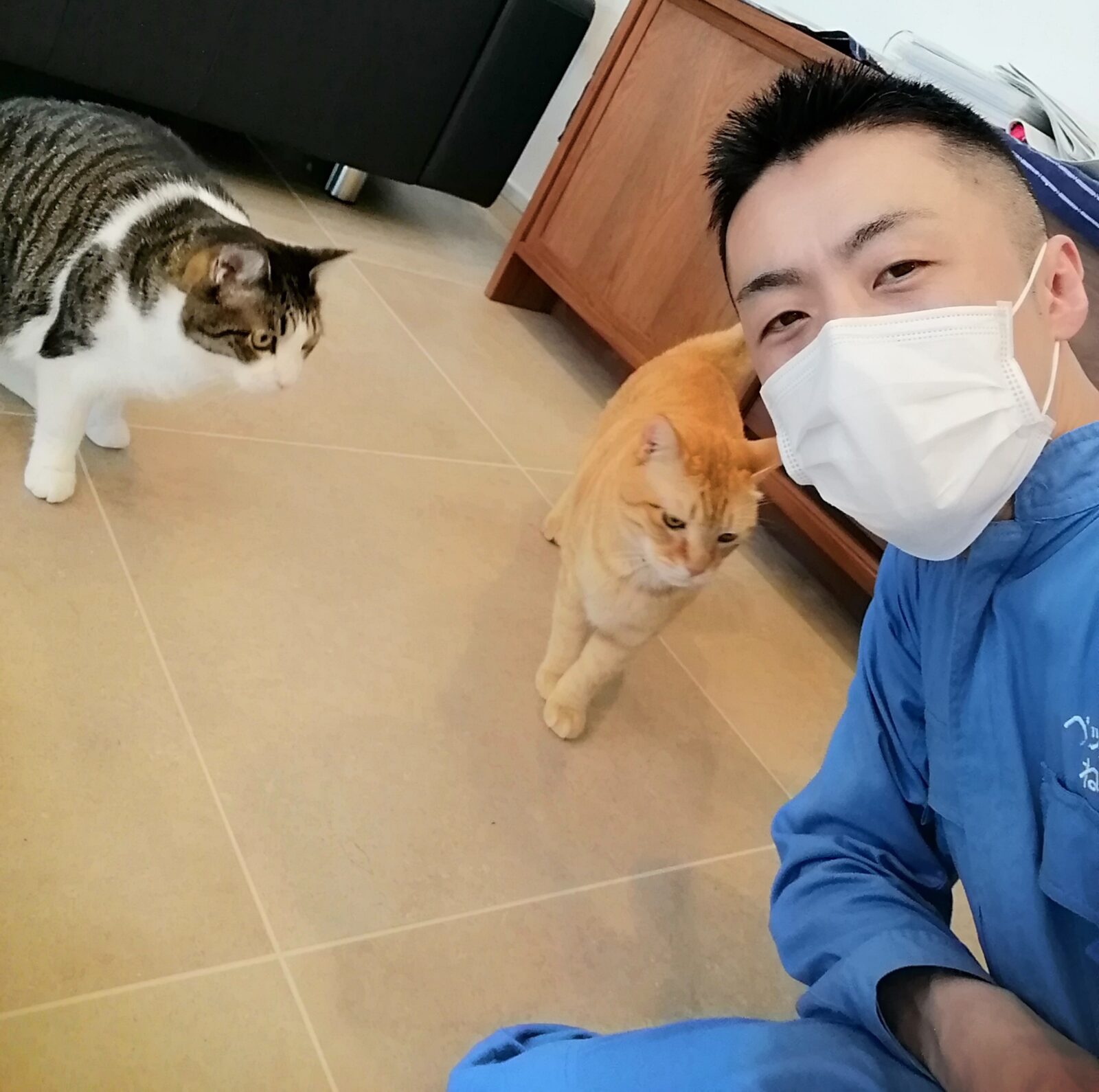 新宿区 お得意様 おもちゃ大好きニャンちゃん お世話報告