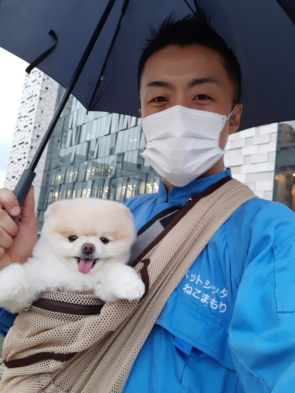 新宿区 お得意様 ポメラニアンちゃん お世話報告