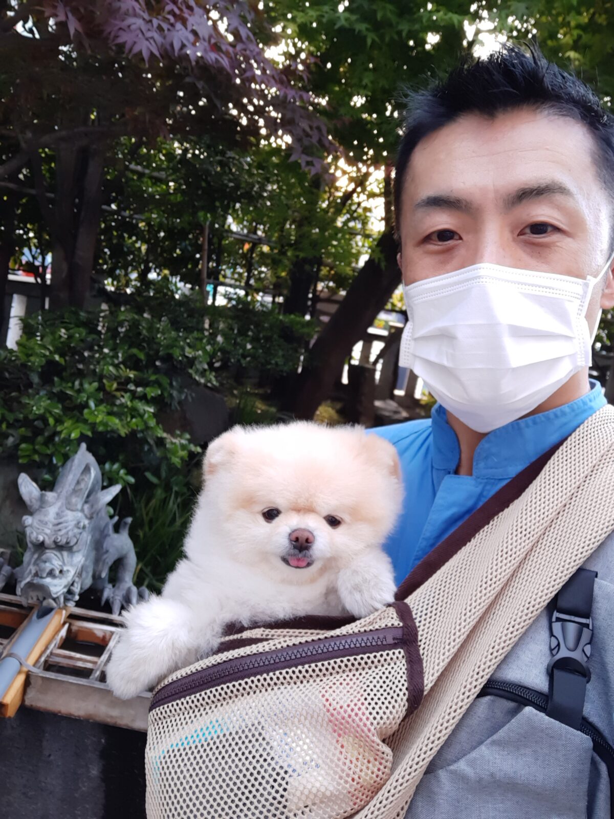 新宿区 お得意様 お眠なポメちゃん お世話報告