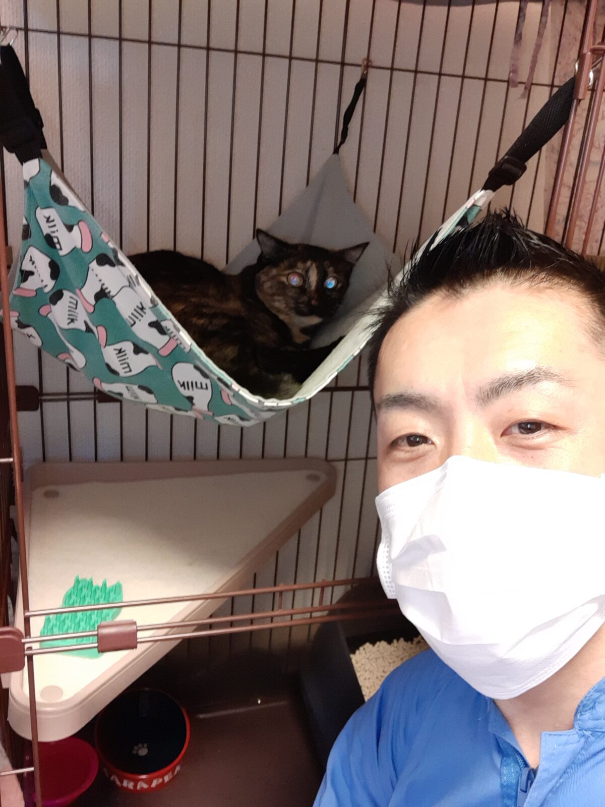 新宿区 お得意様 ハンモック大好きニャンちゃん お世話報告