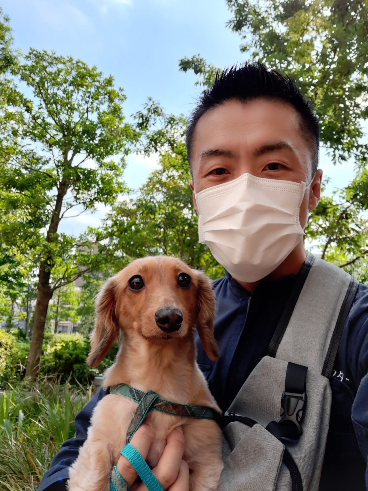 新宿区 ご新規様 つやッつや〜ダックスちゃん お世話報告