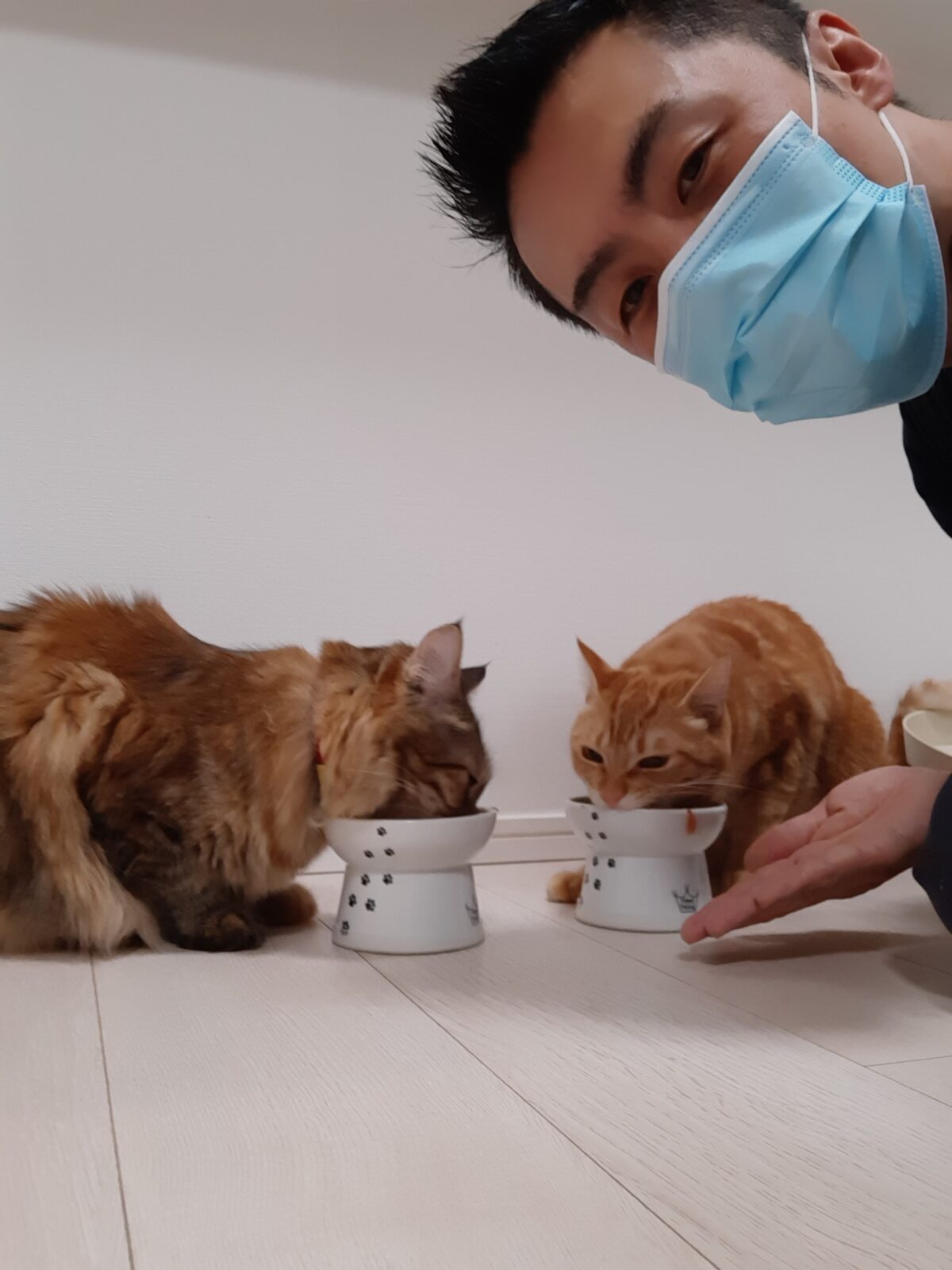 渋谷区 ご新規様 仲良しニャンちゃん お世話報告