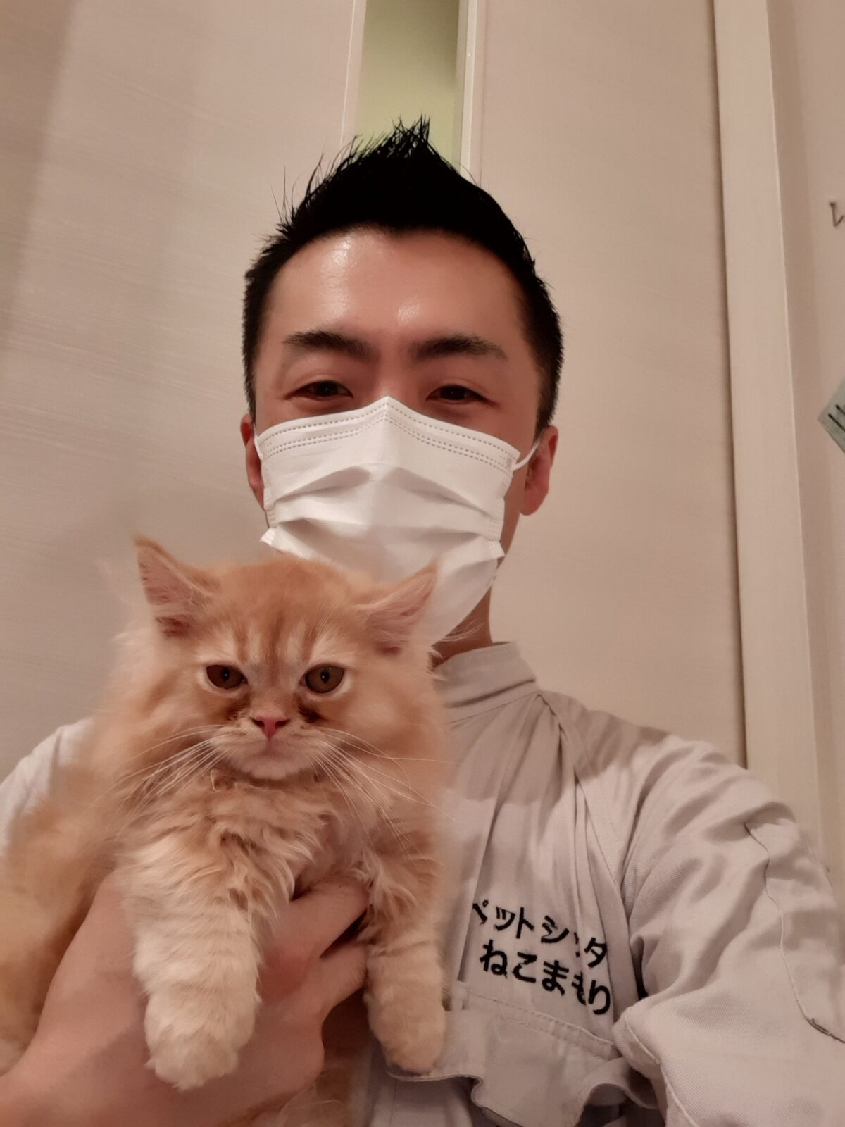 新宿区 お得意様 ちょっぴり大きくなったミヌエットくん お世話報告