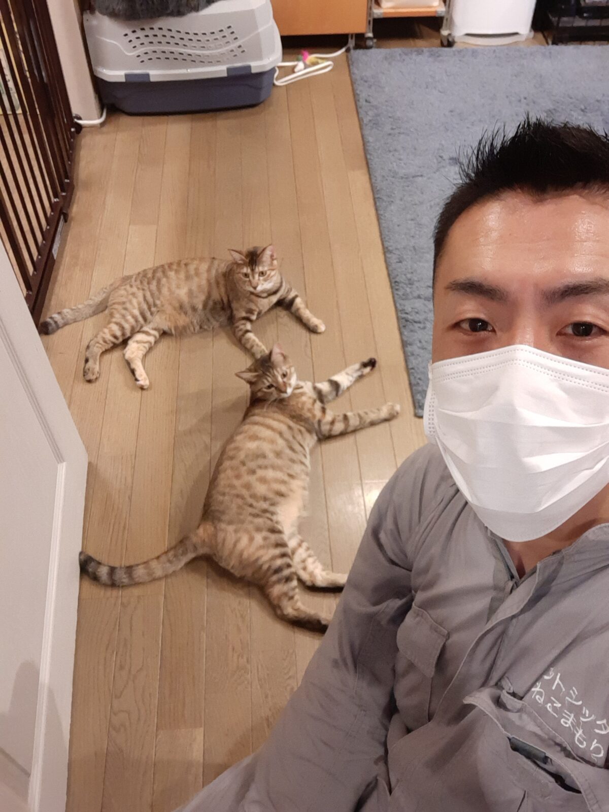 中野区 お得意様 息の合う双子ニャンちゃん お世話報告