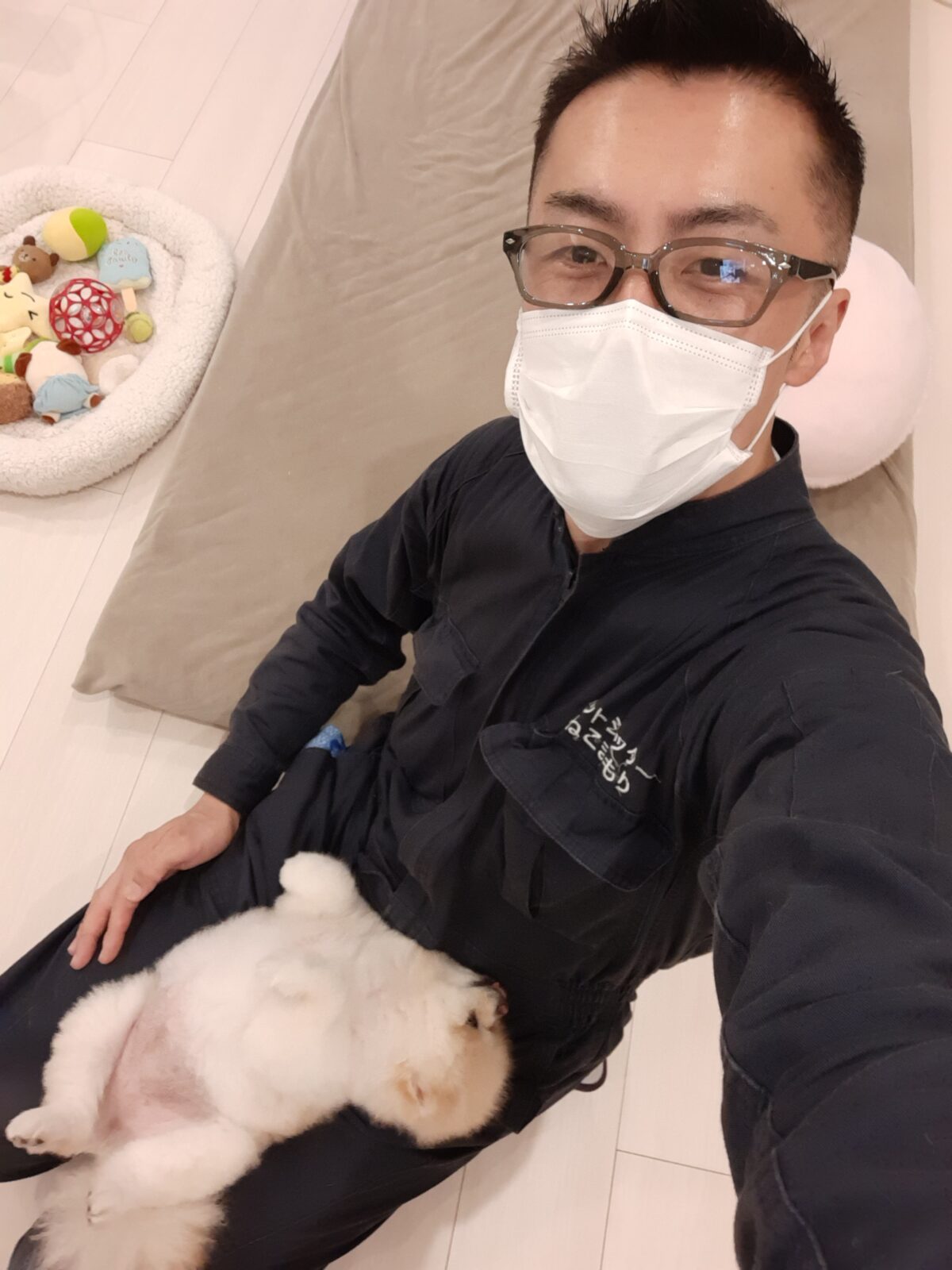 新宿区 お得意様 ひんや〜りお散歩 ポメちゃん お世話報告