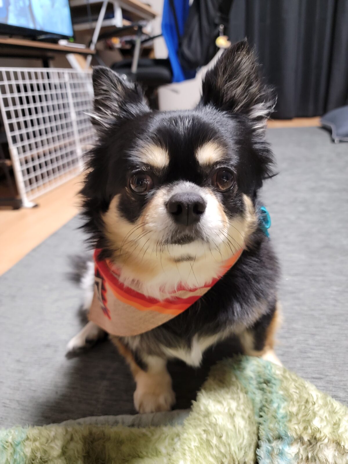 家族を紹介します①