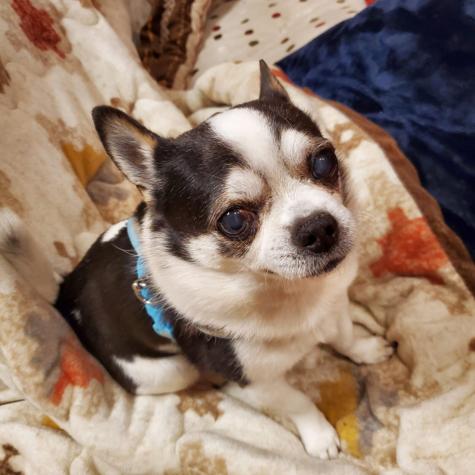 いわき市　チワワの小太郎くんのお世話