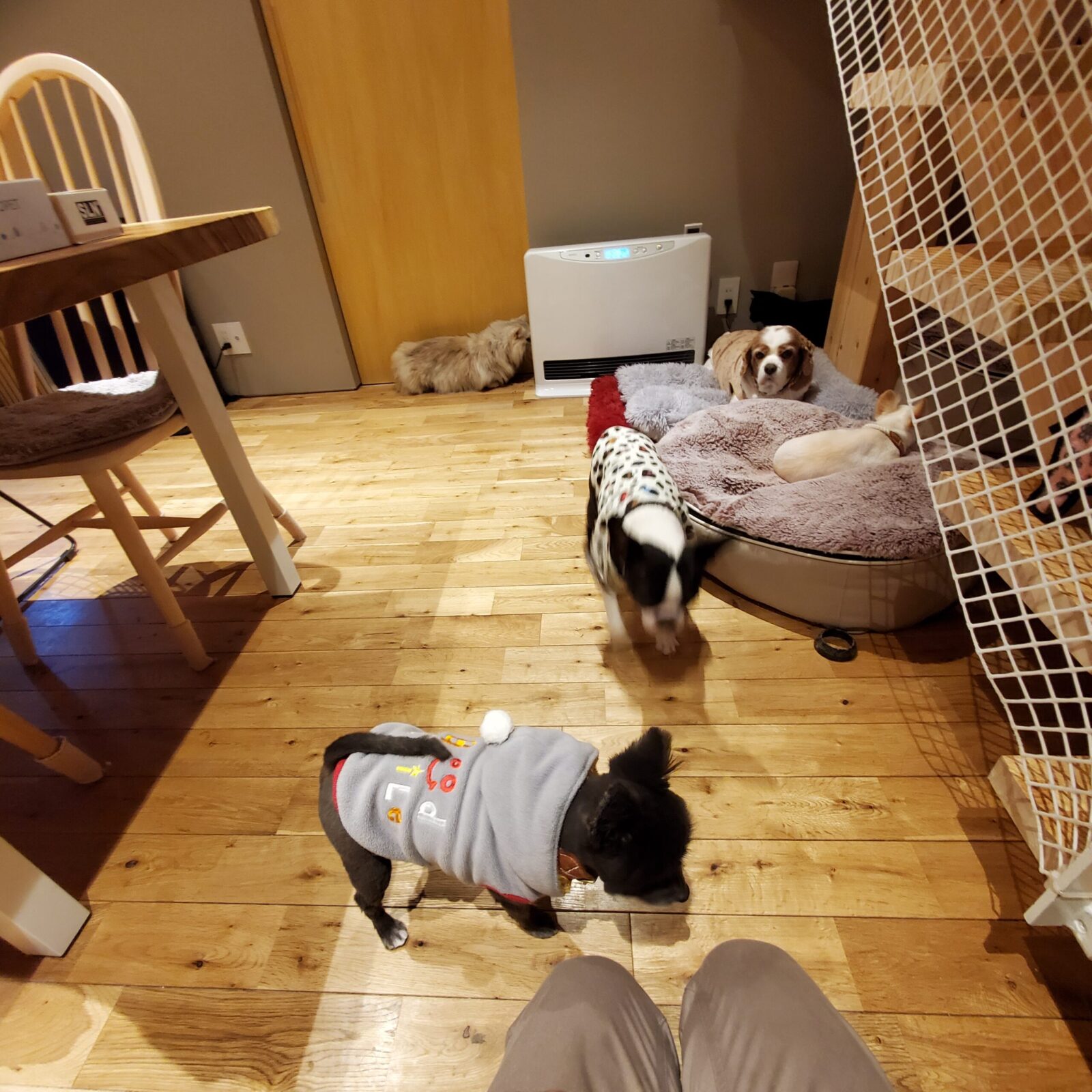 いわき市　犬猫10匹のお世話