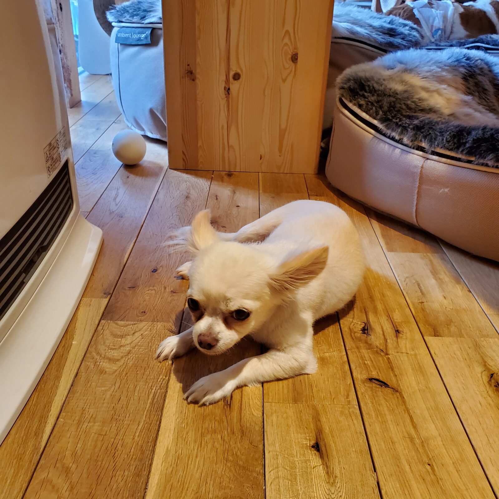 いわき市　大ファミリーのお世話