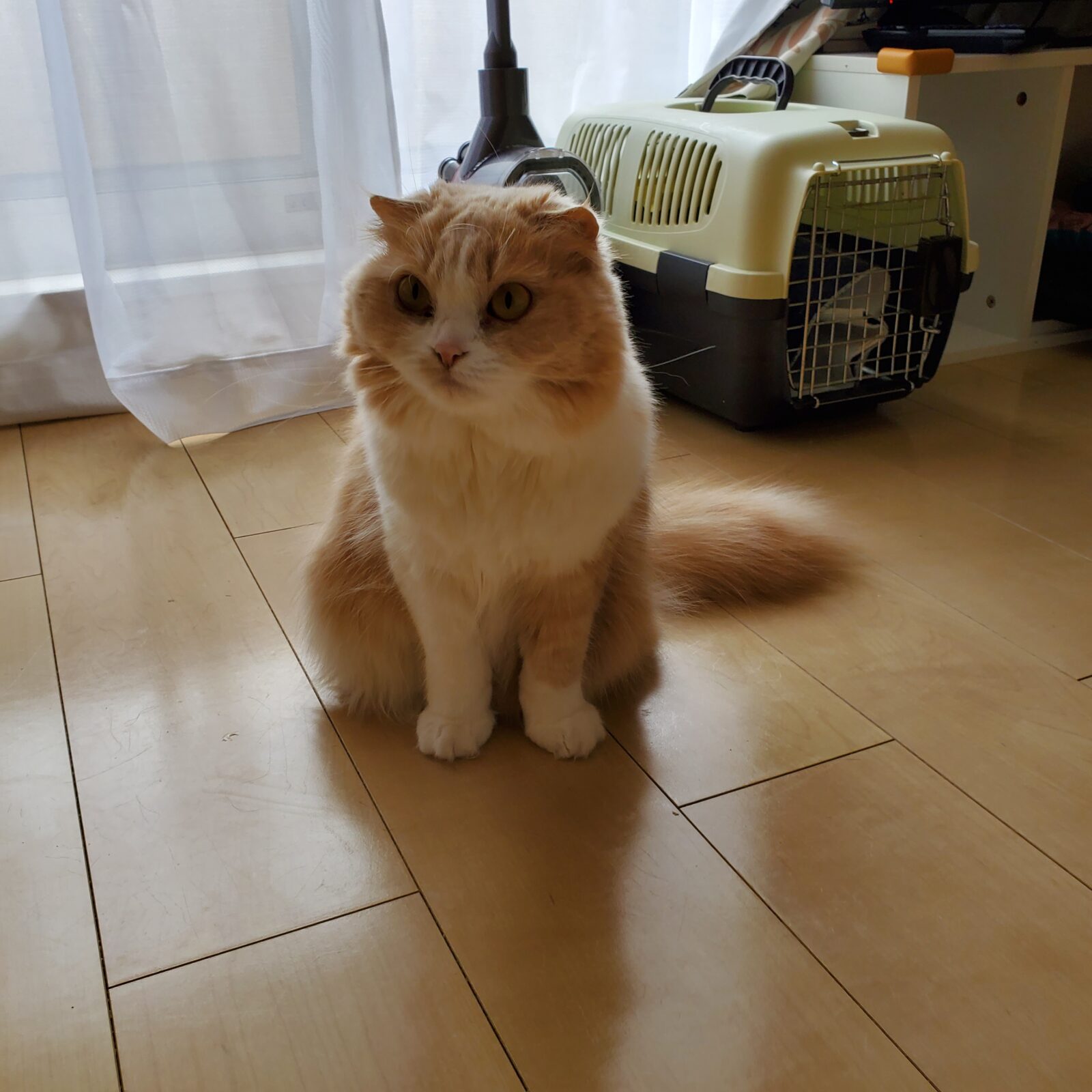 いわき市　猫のもこちゃん・らこちゃん