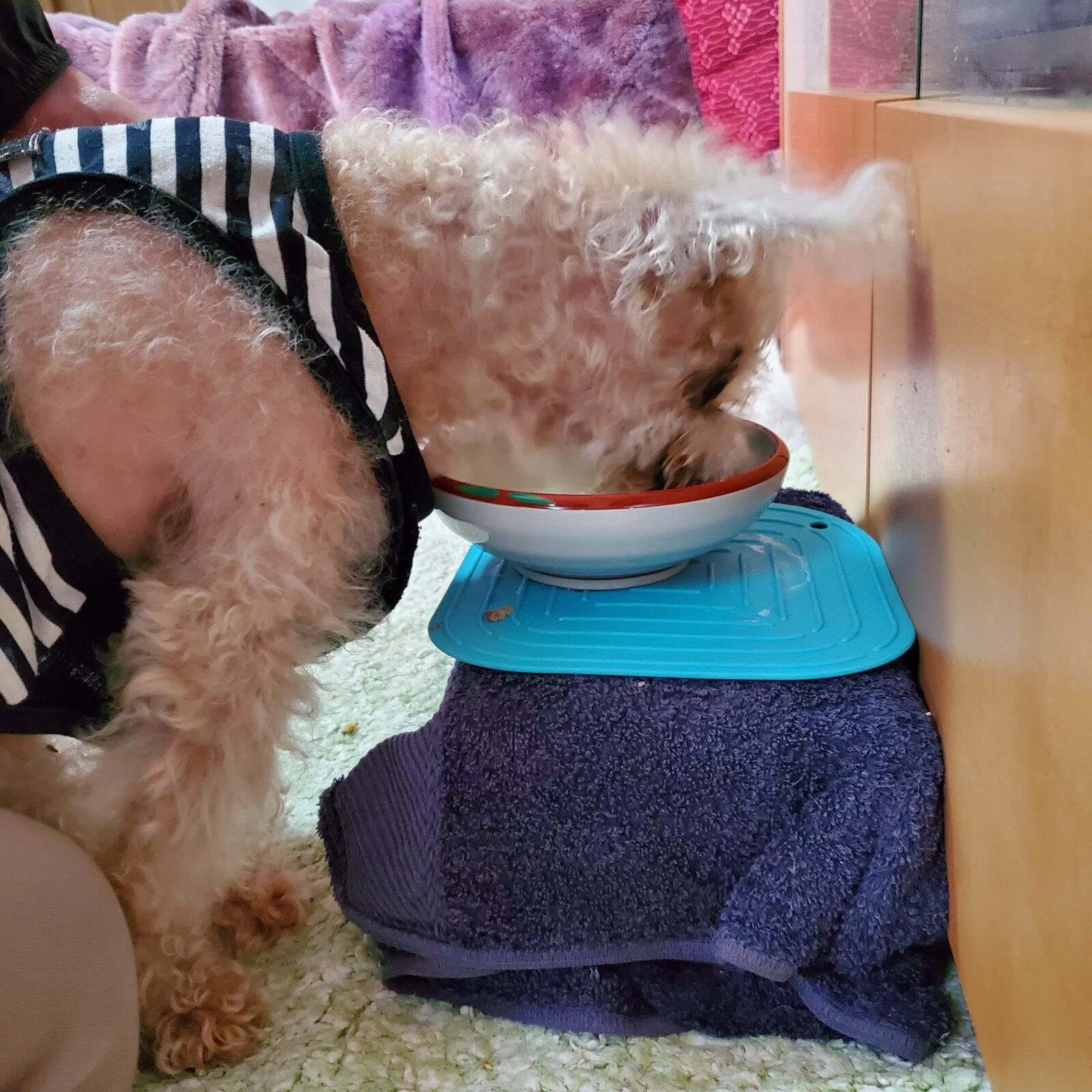 シニア犬　えぽくんのお世話