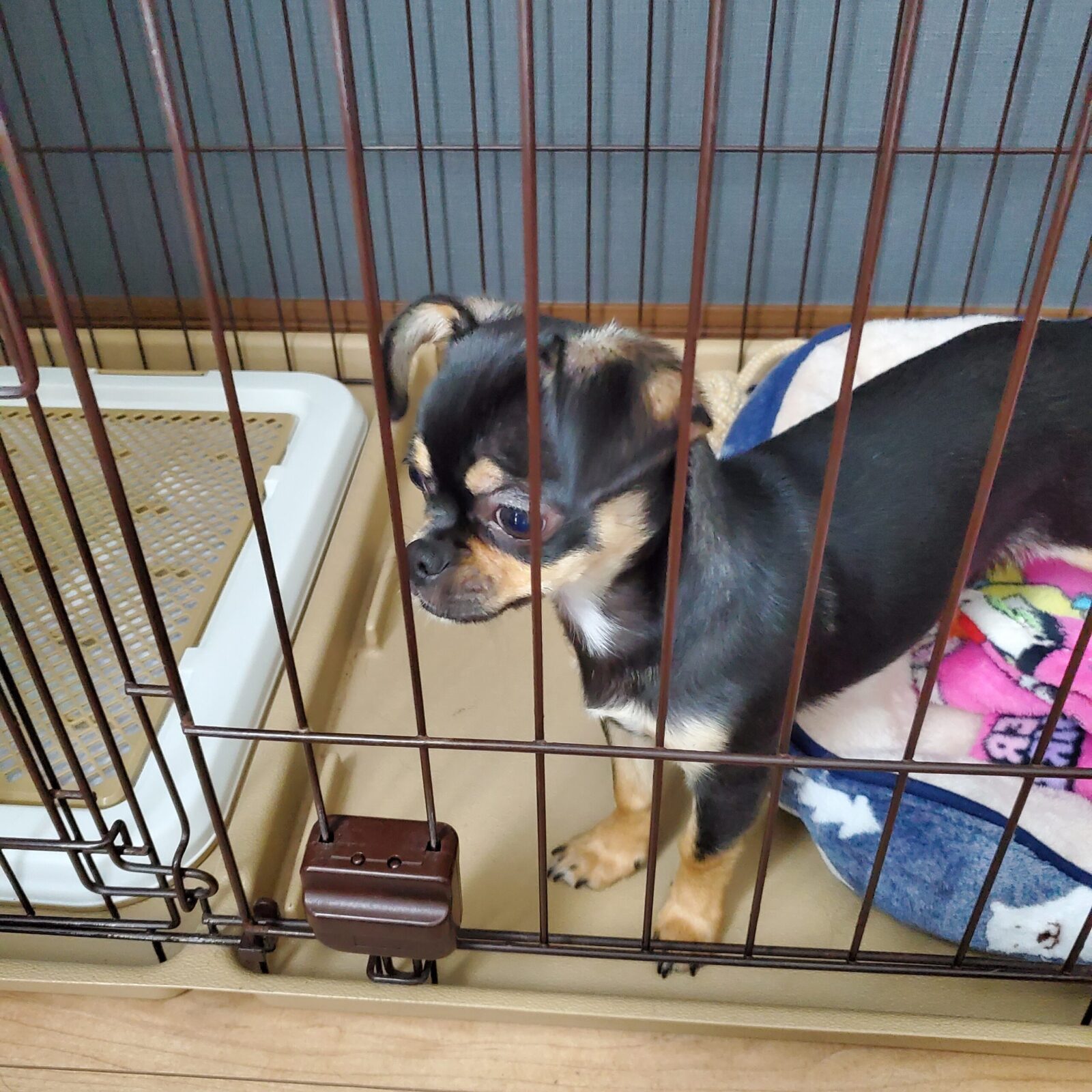 パピーチワワのニックくん