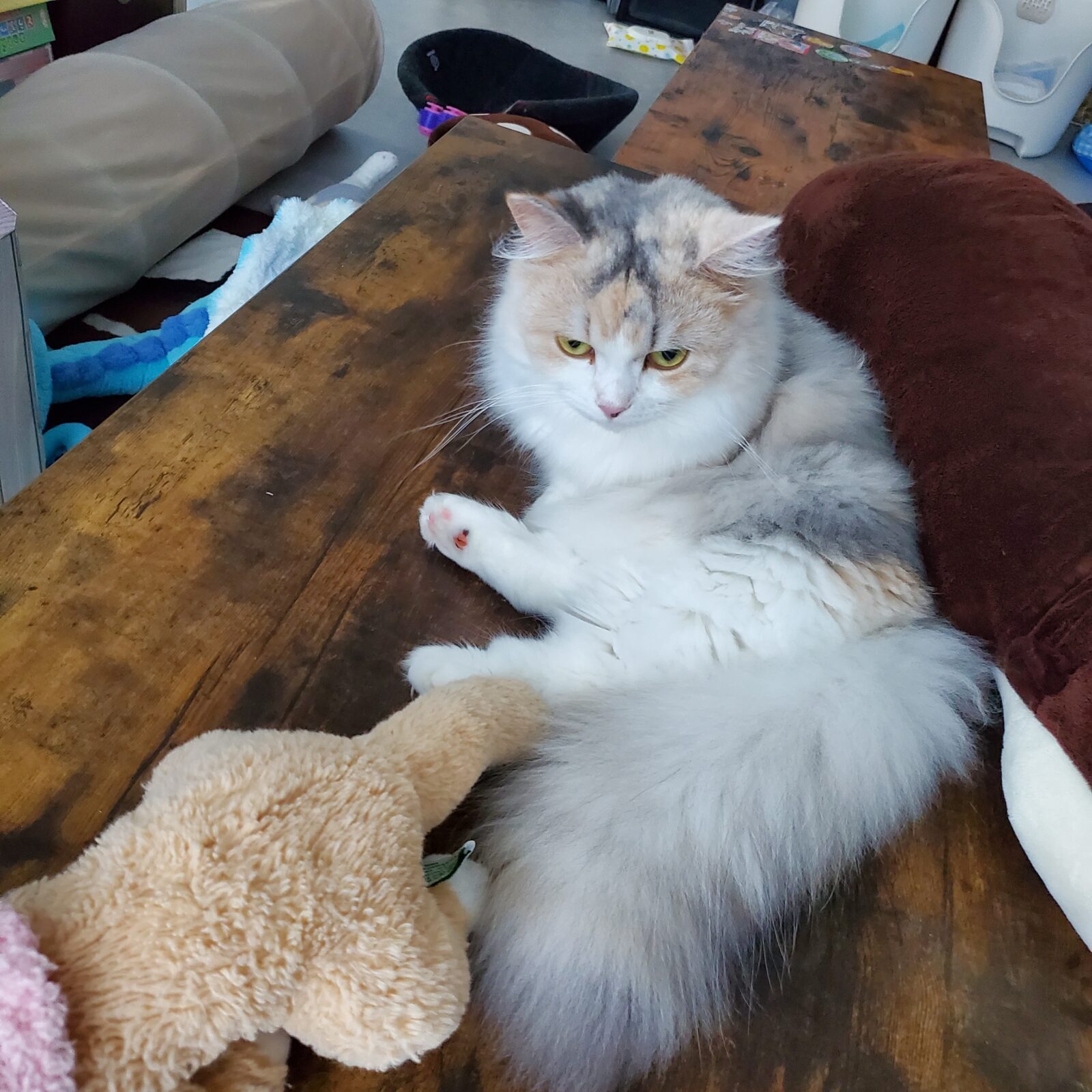 いわき市　ミヌエットのウルちゃんのお世話