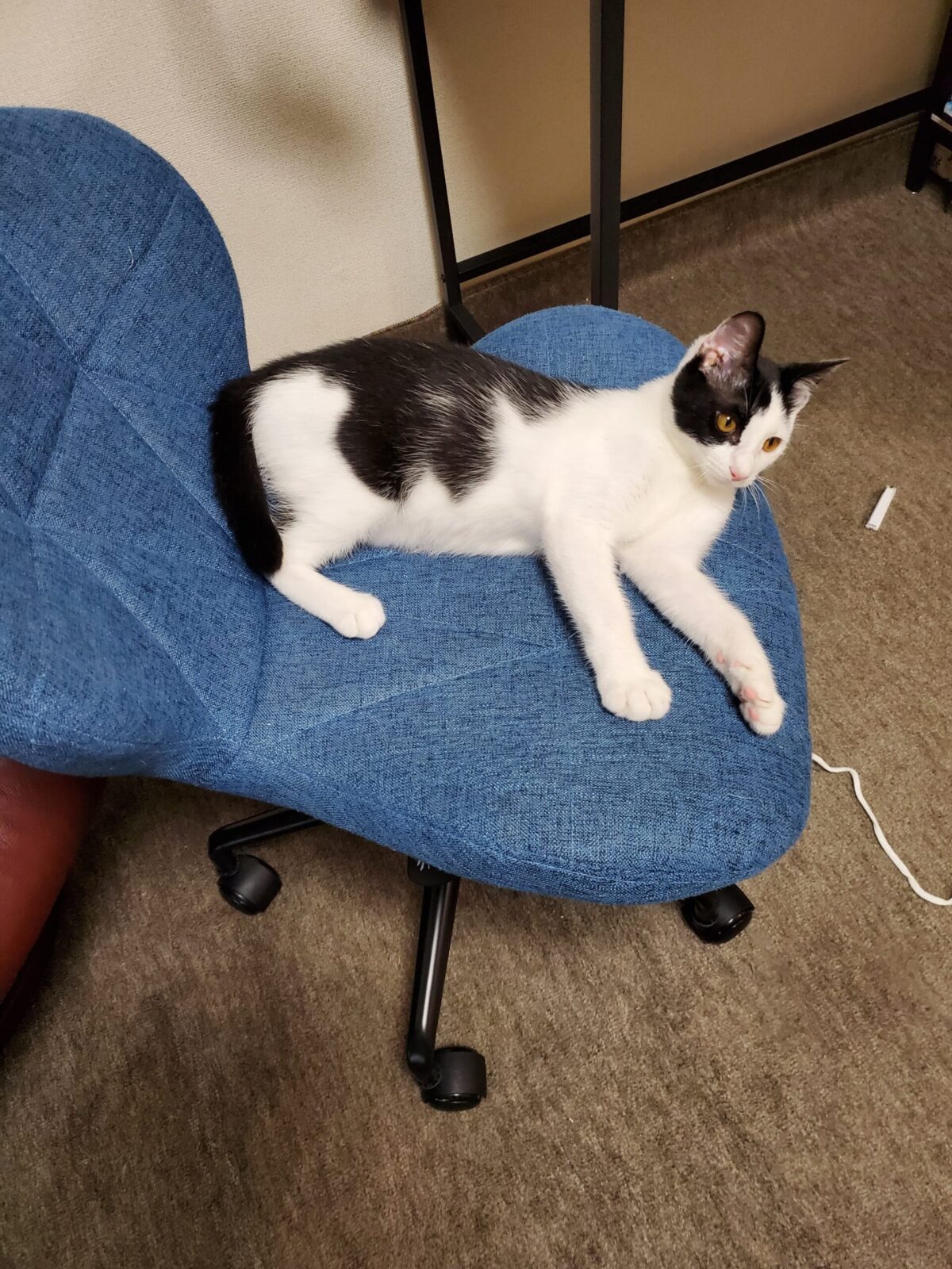 猫のもちくんのお世話