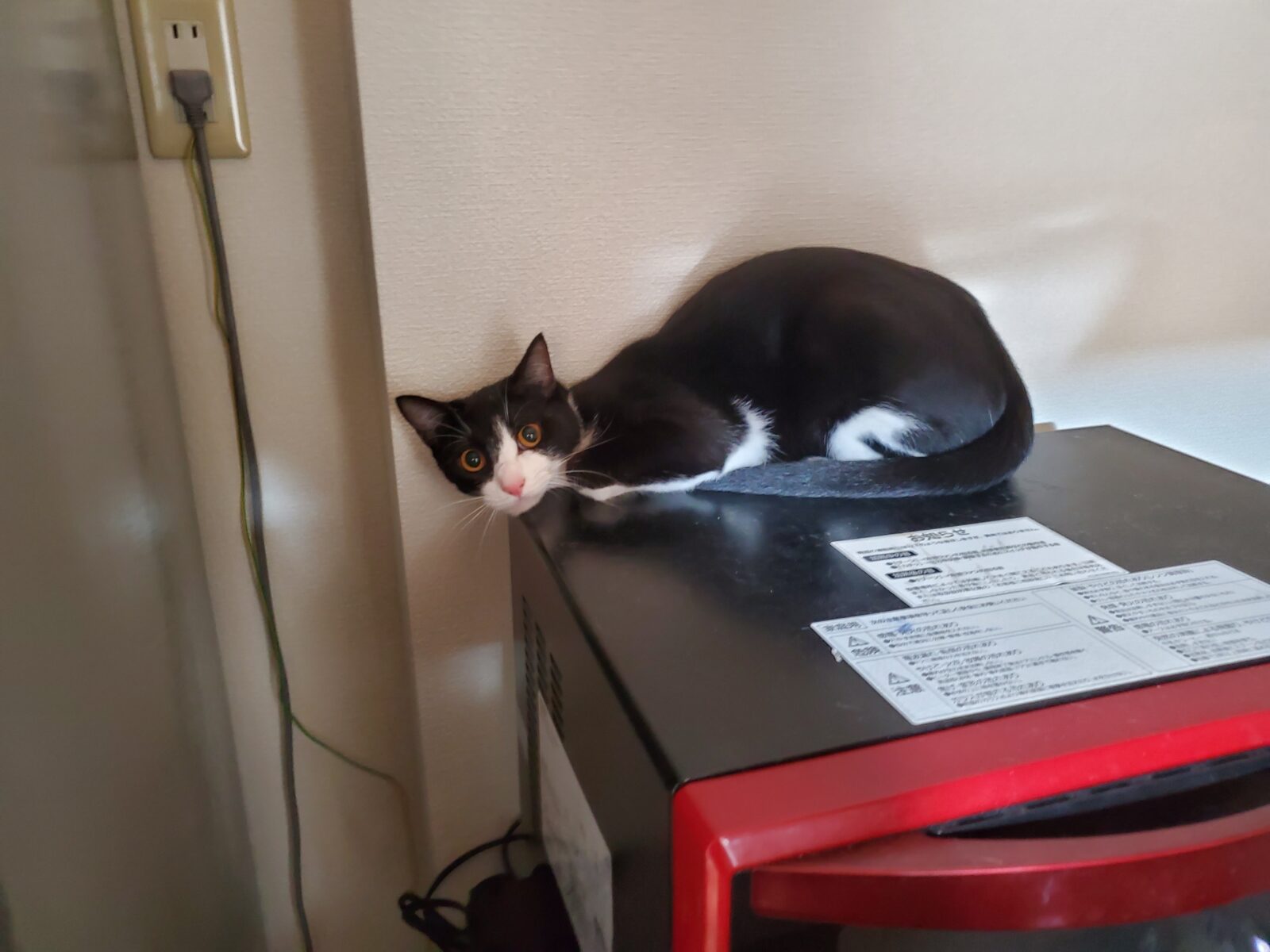 いわき市　猫３匹のお世話