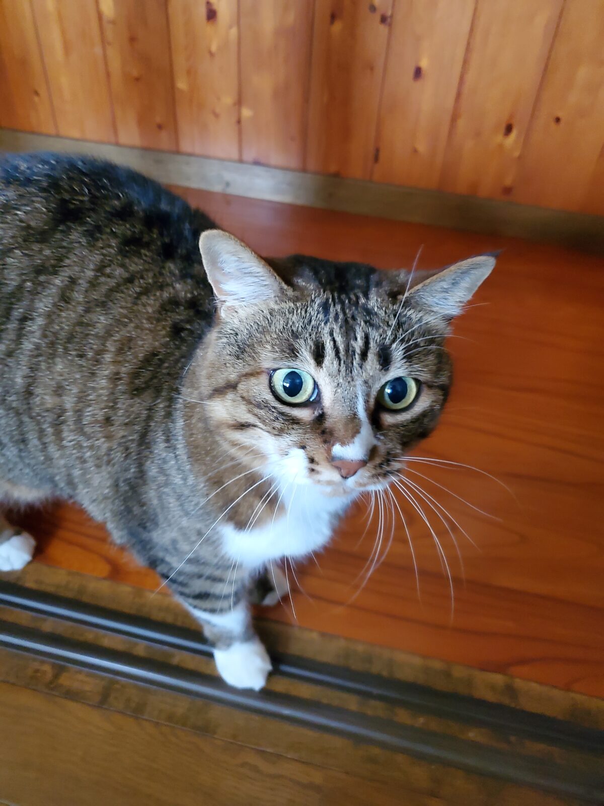 いわき市　猫のミー太郎ちゃんのお世話