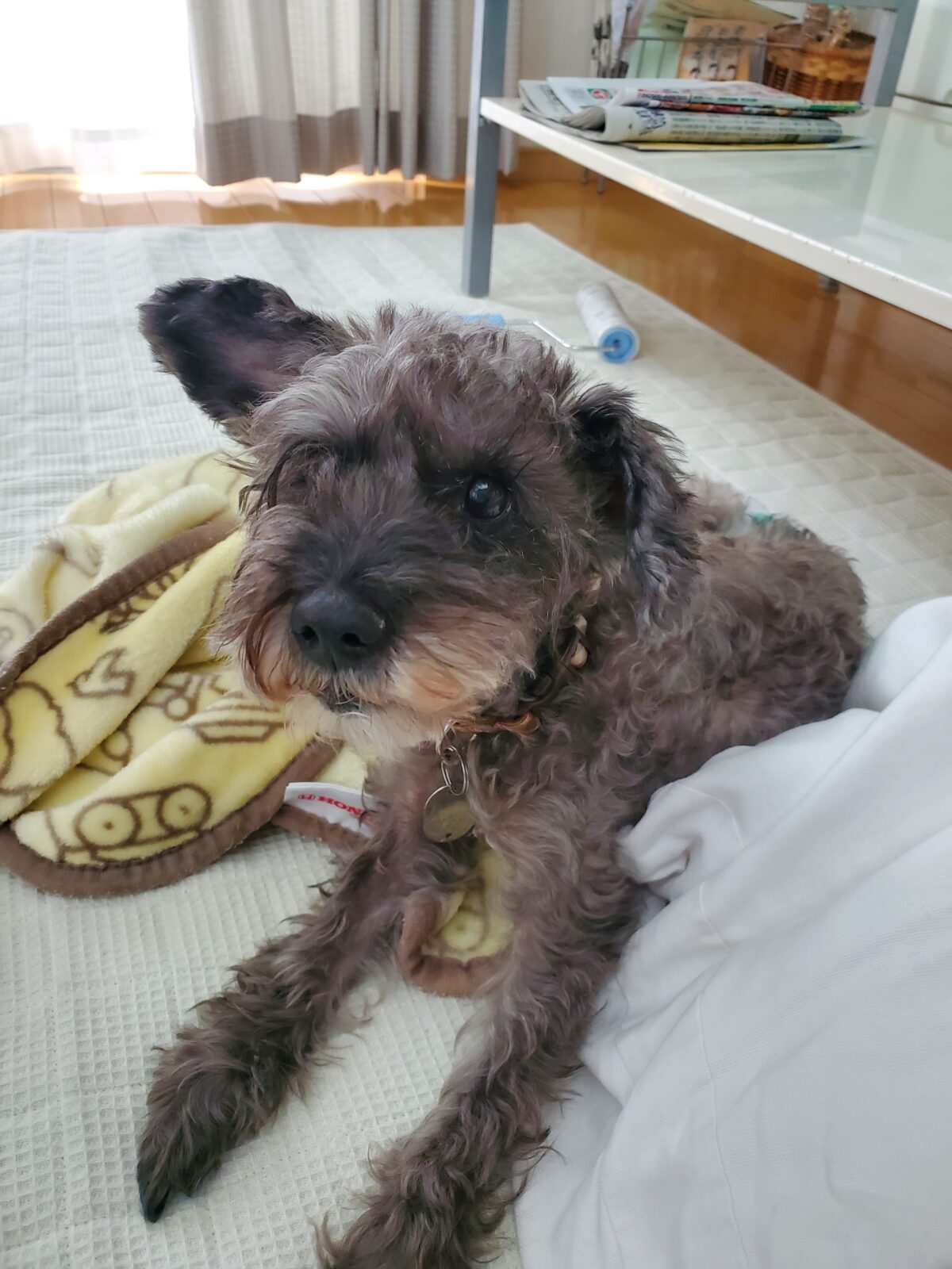 ミックスのラウちゃんのお世話