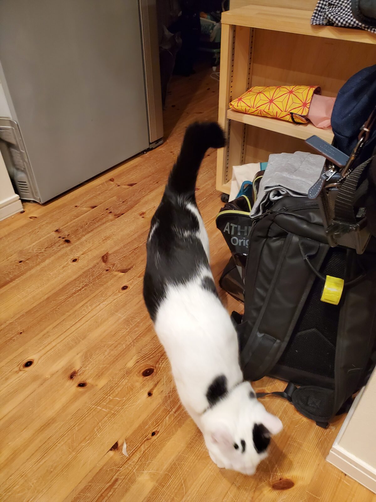 いわき市　猫ちゃん５匹のお世話