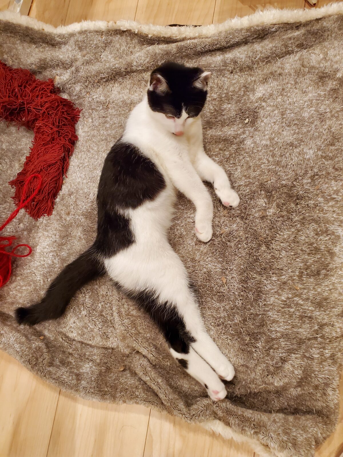 『小脳形成不全』の花ちゃんのお世話