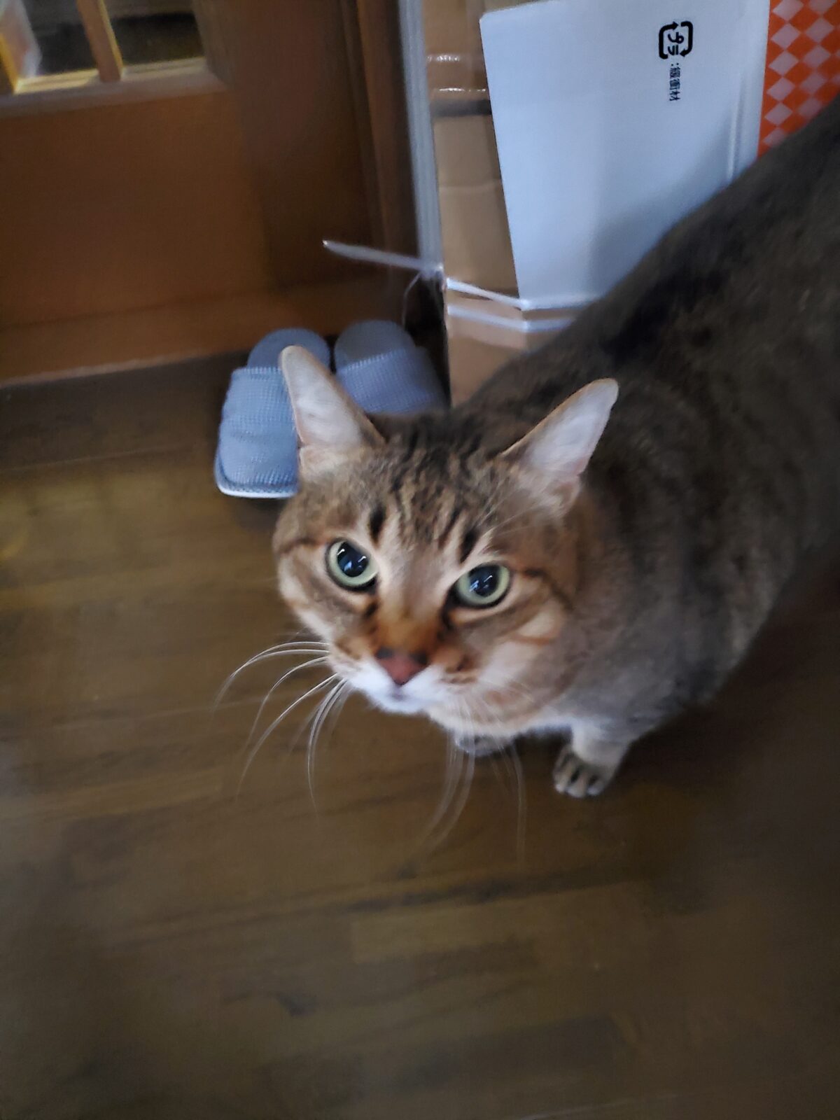 いわき市　猫のマリンくんのお世話