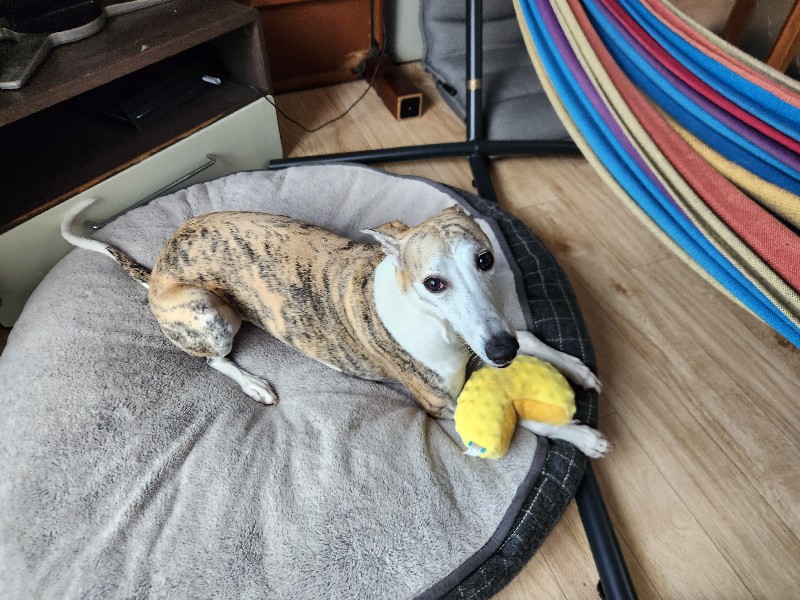 宮崎市加江田のボンくん🐶