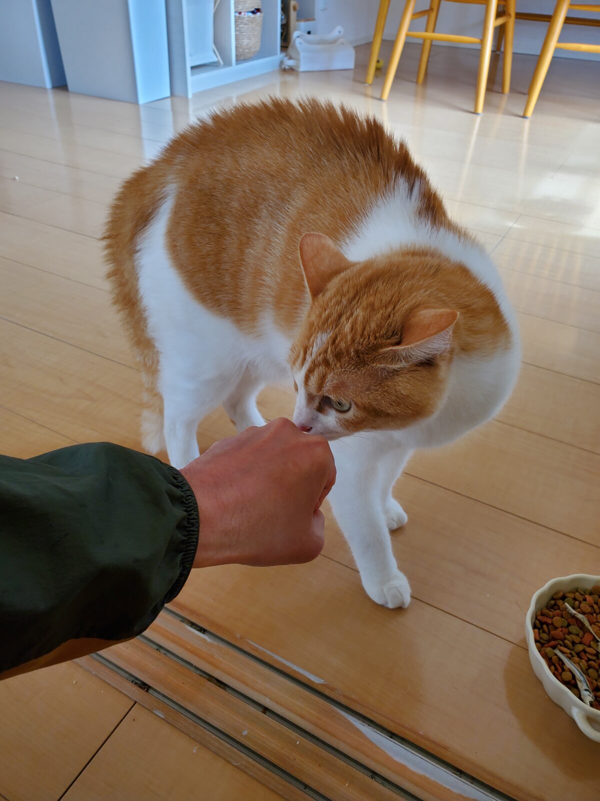 いわき市　猫のとらくんのお世話