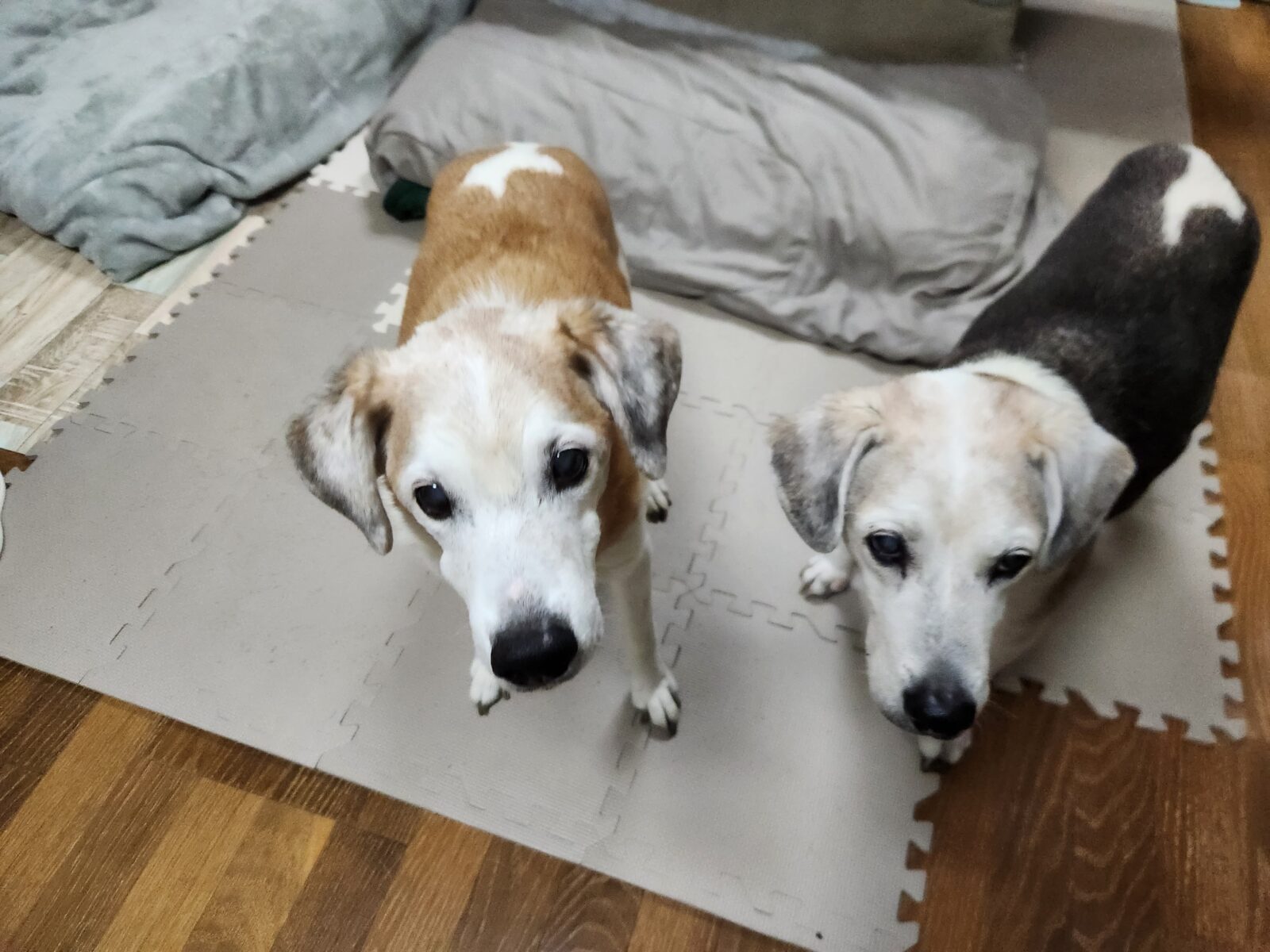 宮崎市広原のデコくん&クルミちゃん/コウメちゃん/ヒナタちゃん🌸