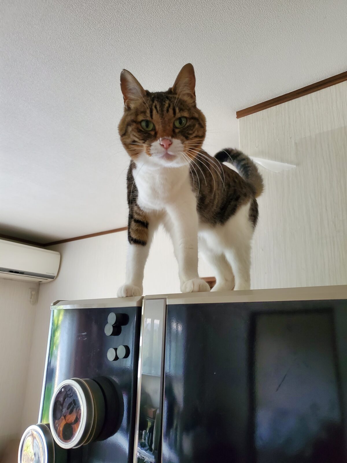 いわき市　猫ちゃん2匹のお世話