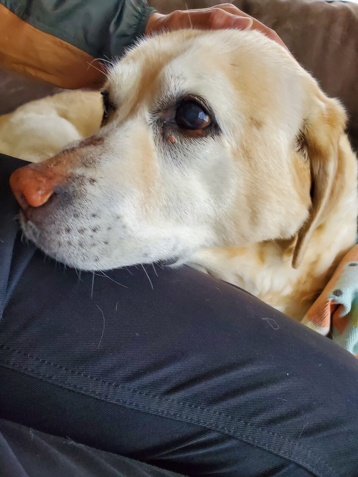 ラブラドールのユキちゃん