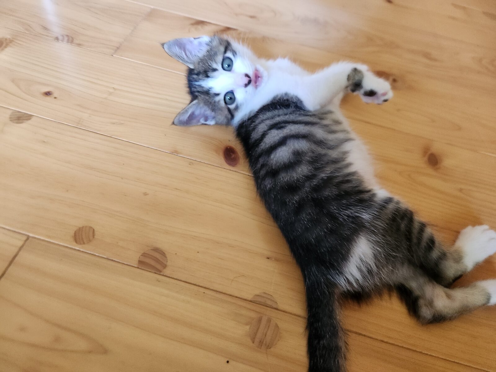 綾町ネロくんのお世話レポート😸