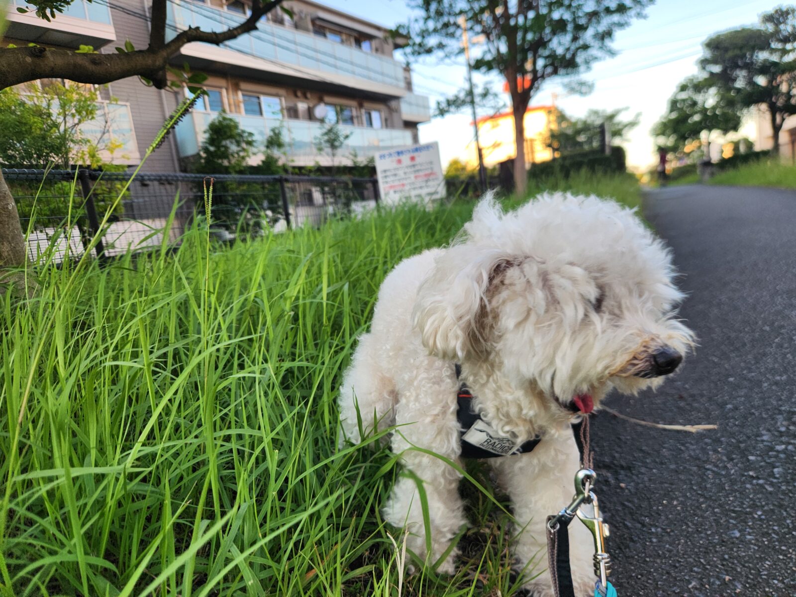 宮崎市権現町のまろんちゃん&ちょこちゃん🐩
