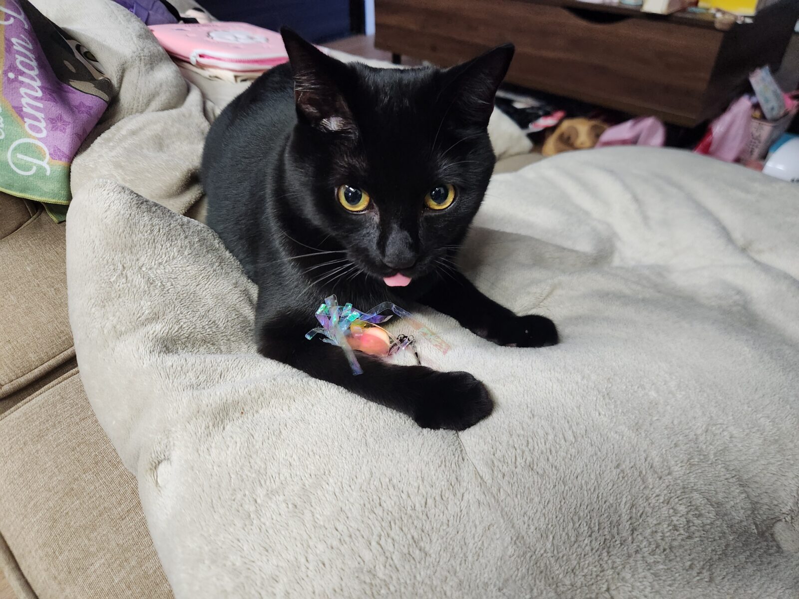 宮崎市橘通東のうにくん🐾