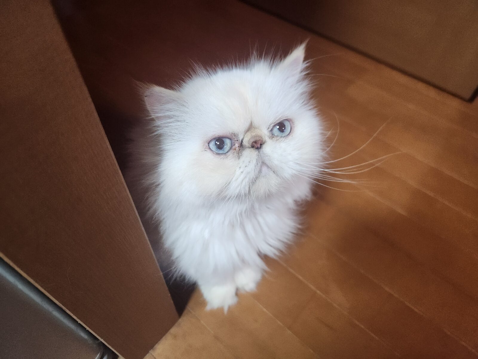 宮崎市鶴島の若くん達のお世話レポート😸