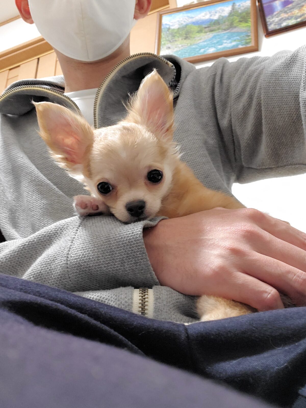 チワワのケンシロウくんのお世話