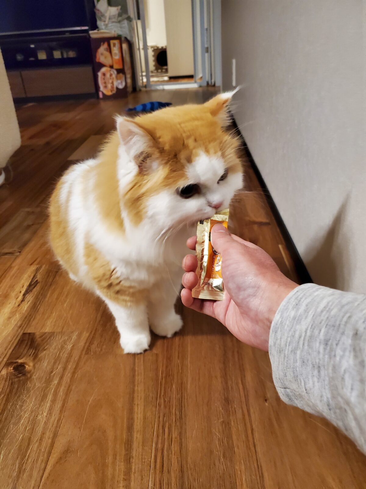 ミヌエットのこはく くんのお世話