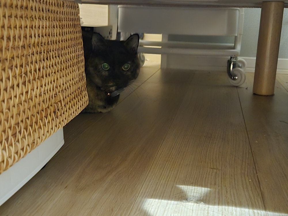 宮崎市ちゃみちゃんのお世話レポート😻