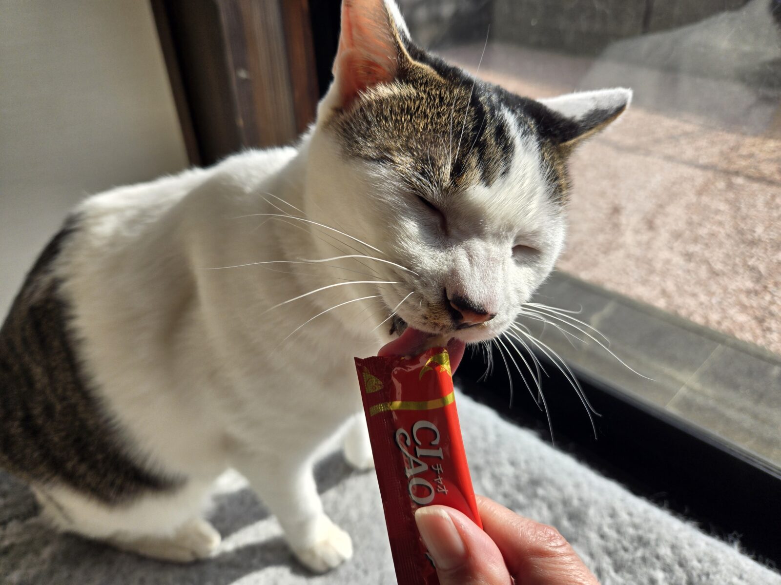 宮崎市ミーちゃんのお世話レポート