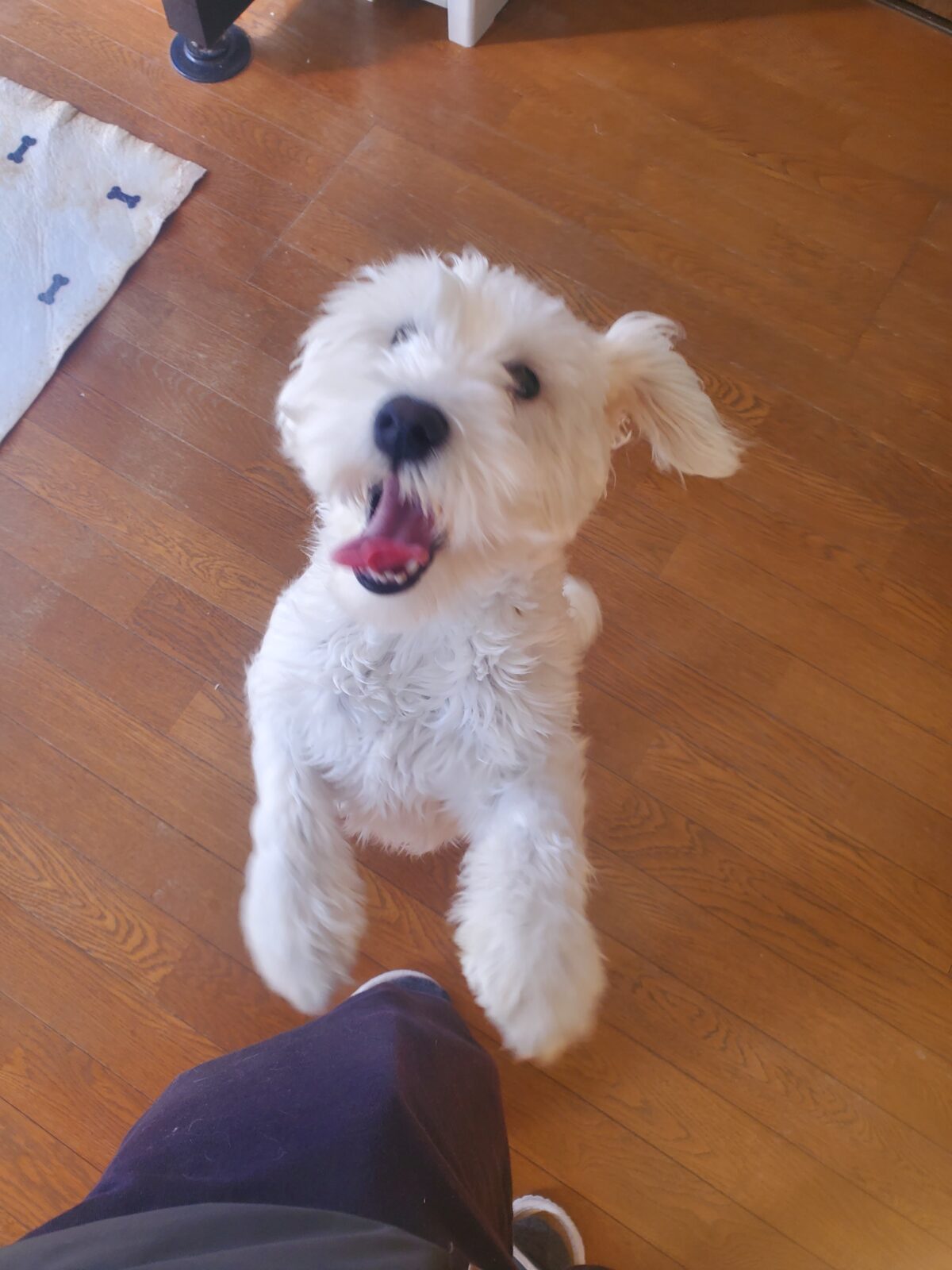 M・シュナウザーのポポちゃんのお世話